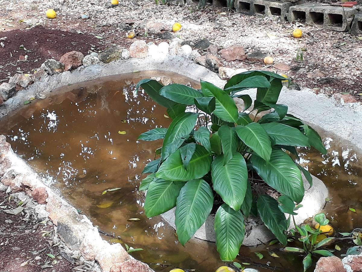 Bed and Breakfast El Chac Mool Santa Elena Exterior foto